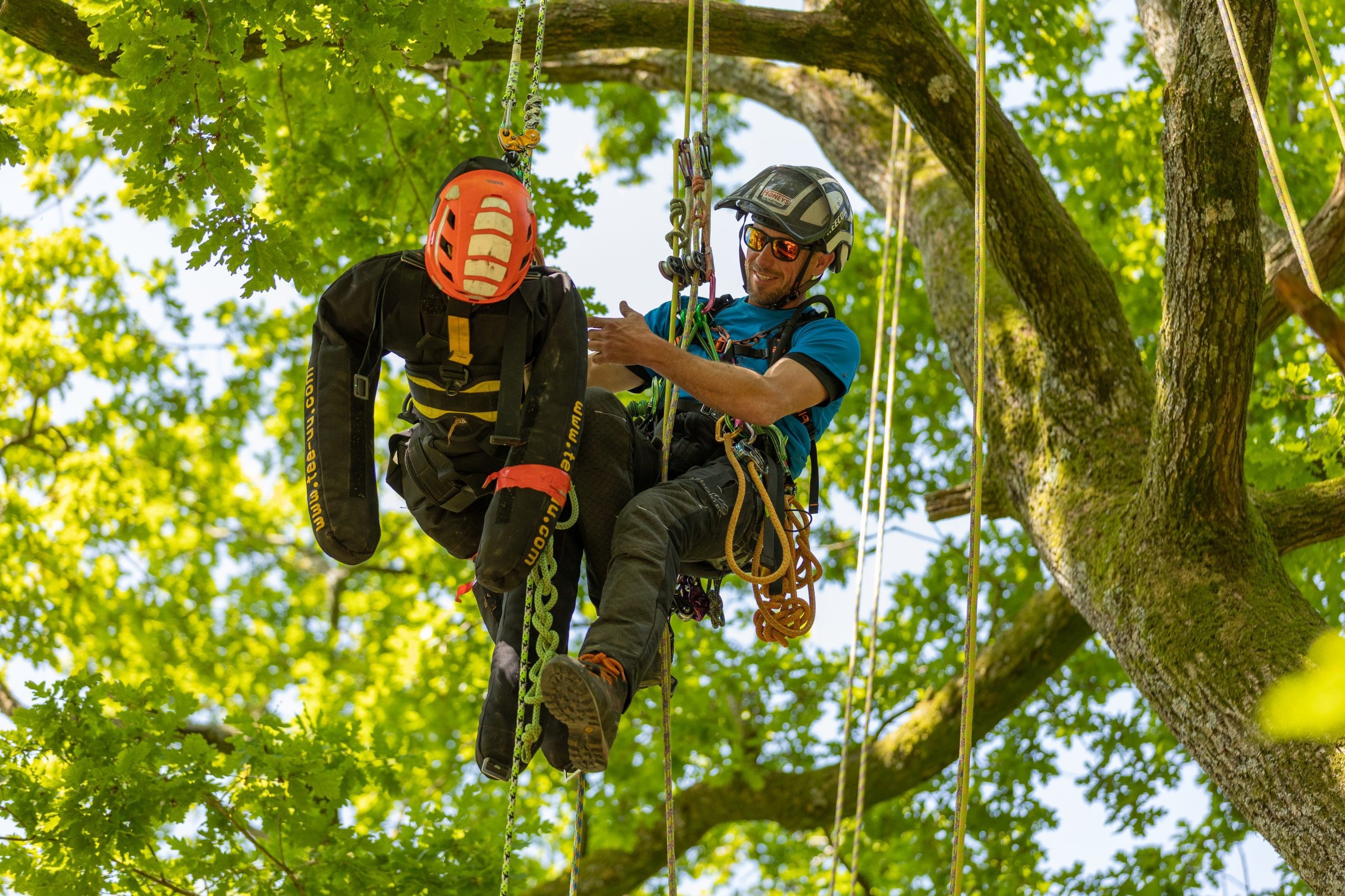 Fruit tree pruning in UK orchard