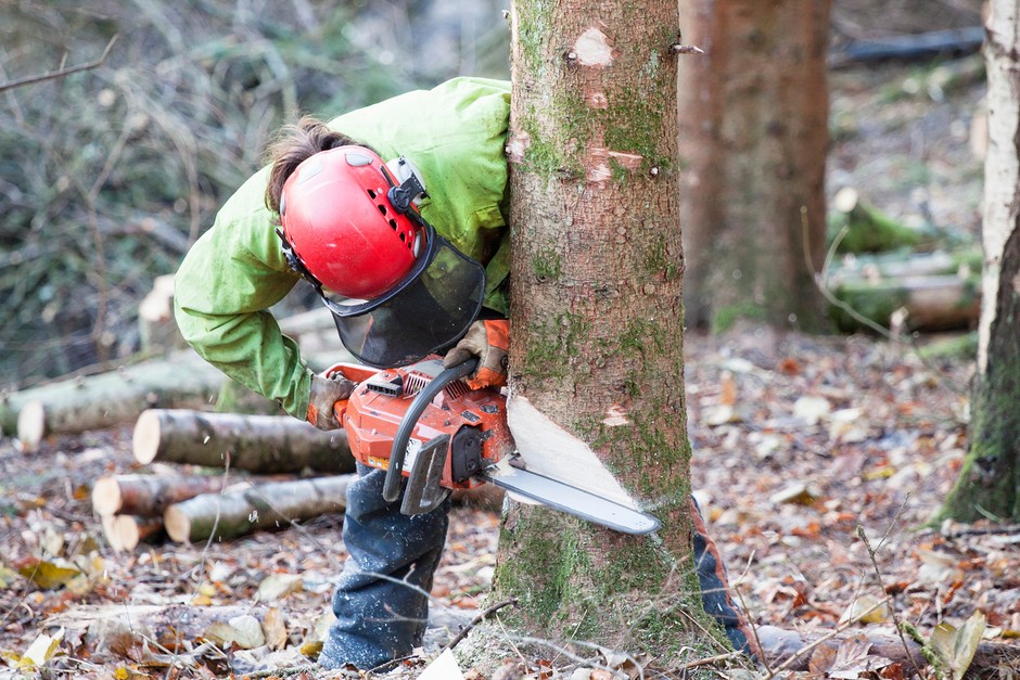Tree Felling