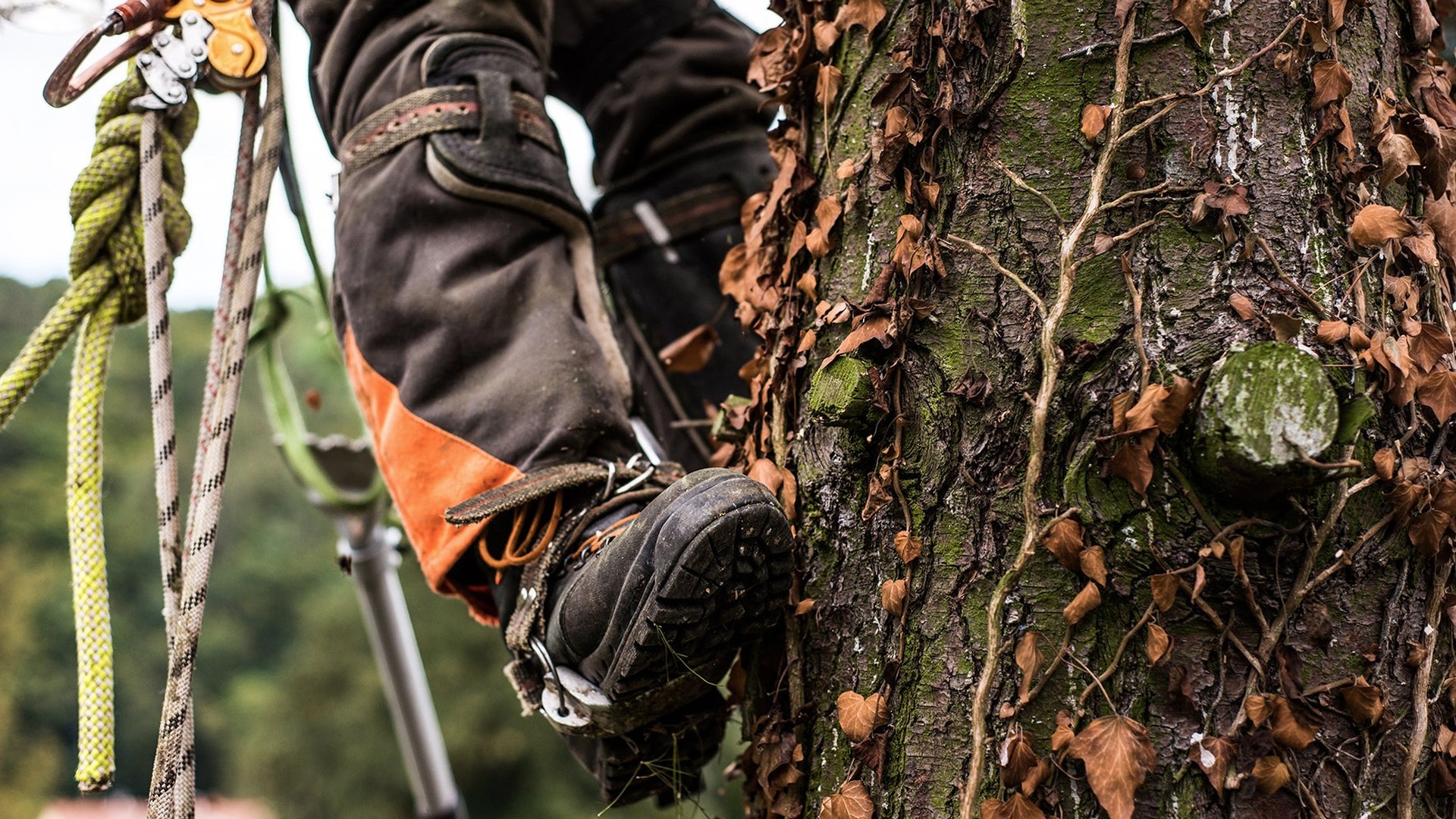 Tree surgeon at work